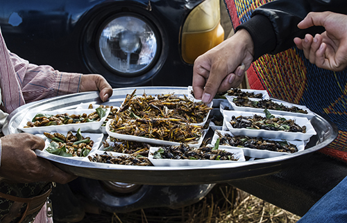 Eating insects is a potential way to reduce carbon footprints, a vital aspect of the climatarian diet