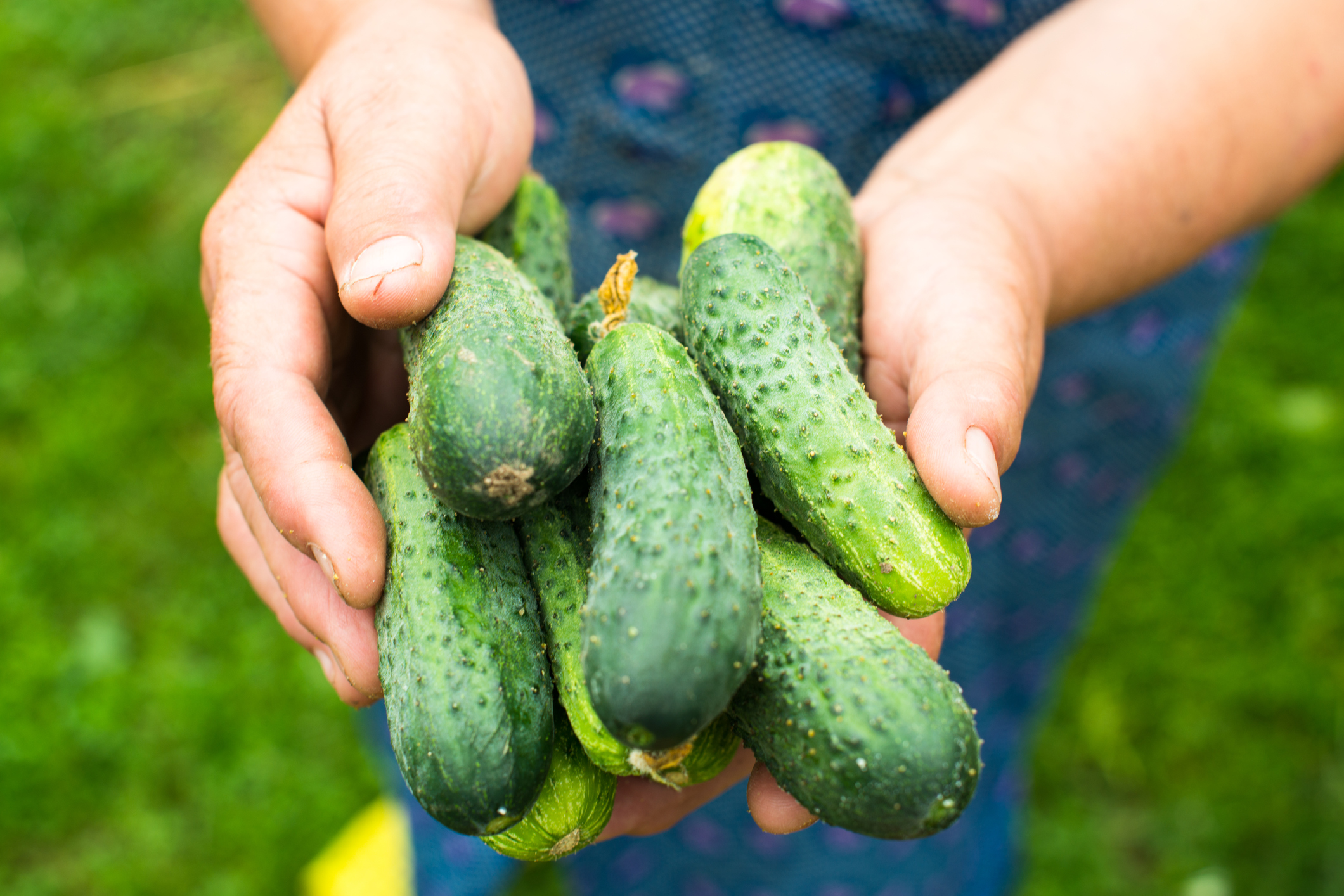 Cucumbers fruits and veggies month