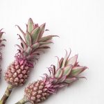 Pineapples on stalks