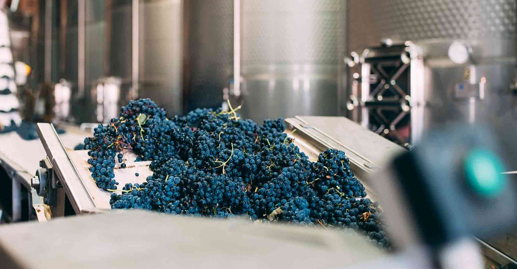 modern winery machine with grapes wine vegan