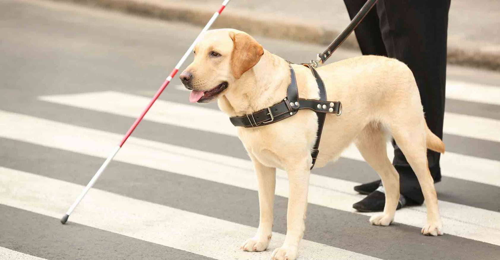 Guide dog blind person walking across the street service dogs