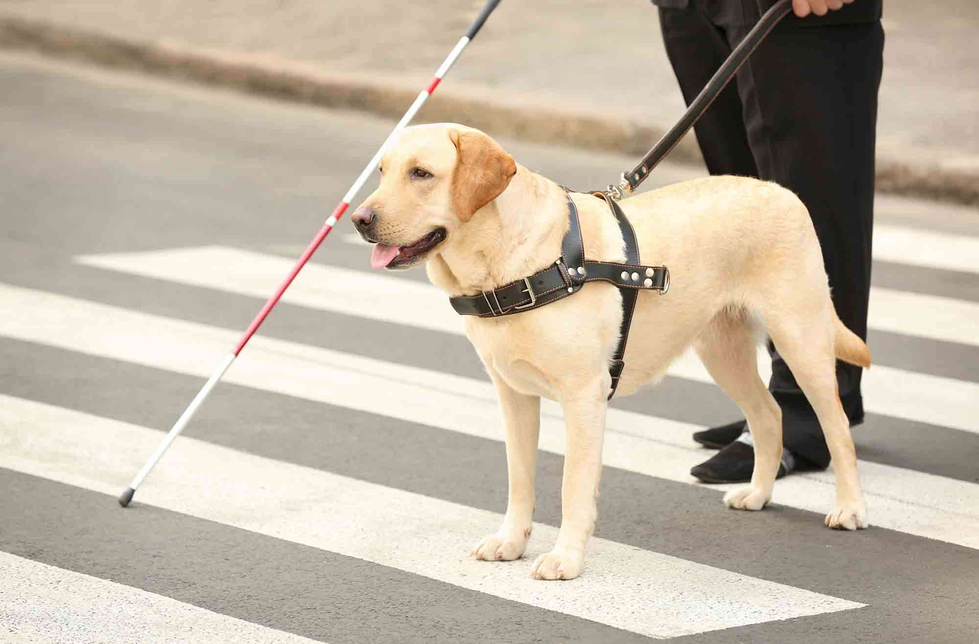 Guide dog blind person walking across the street service dogs