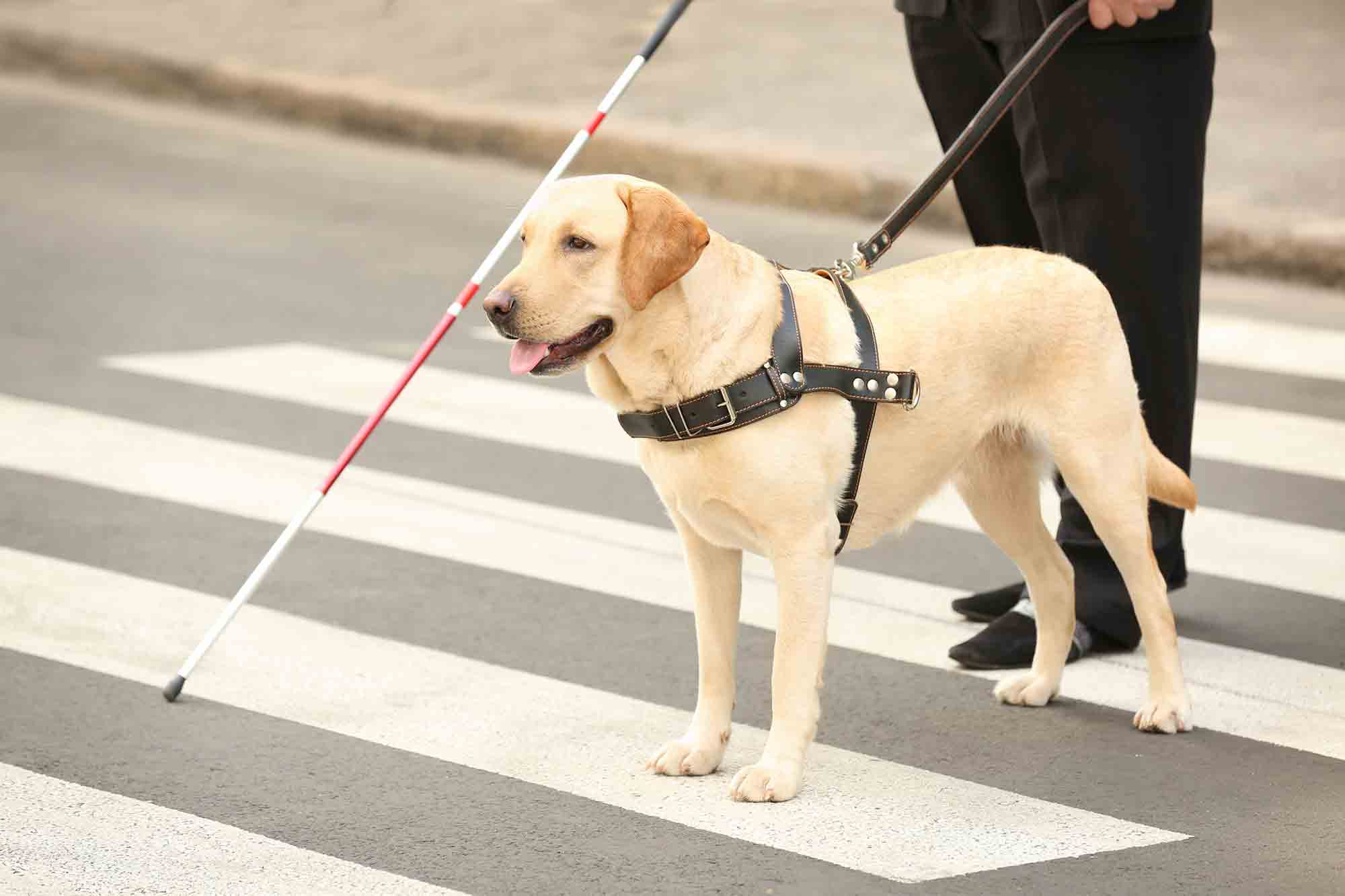 do service dogs have to walk