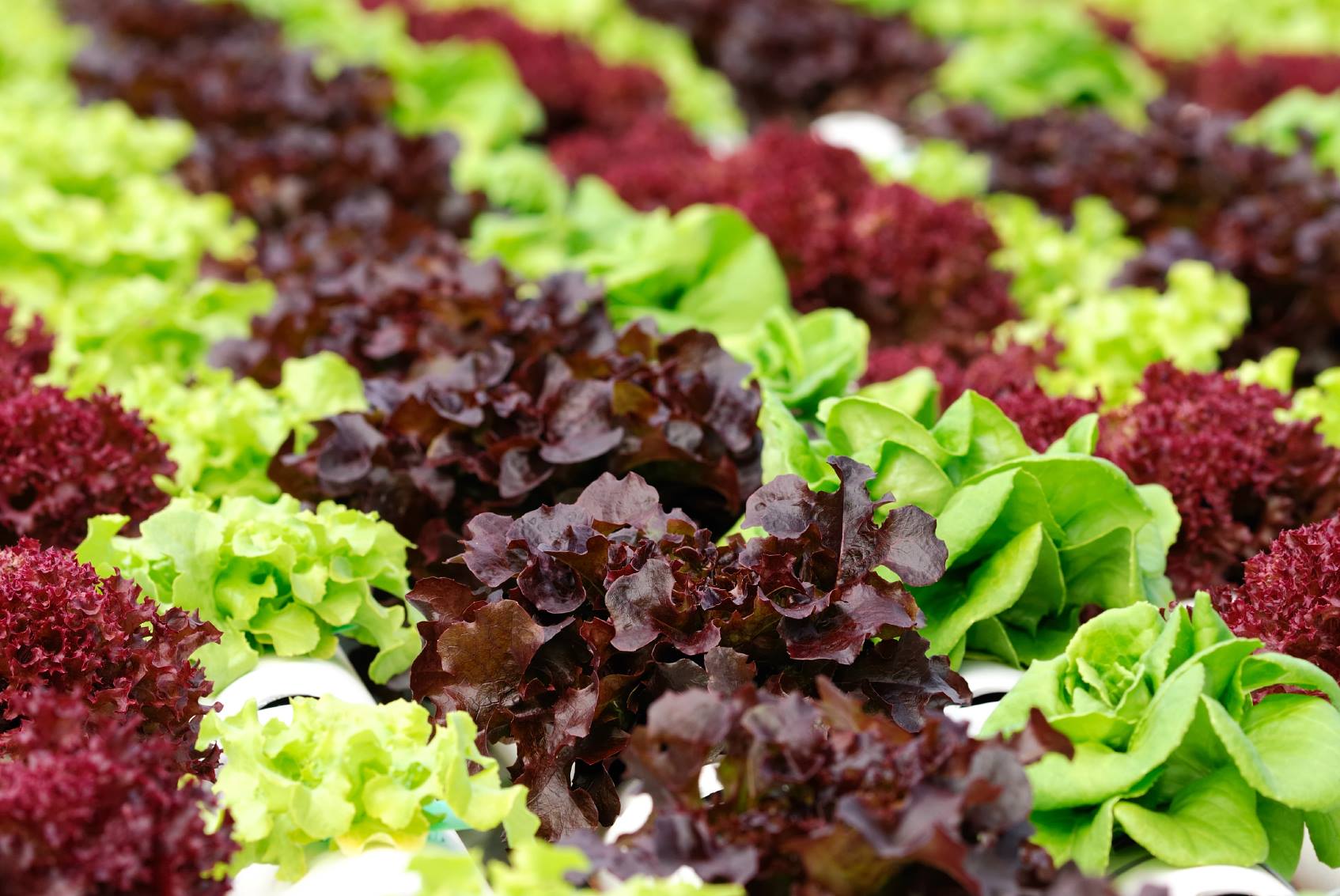 lettuce - re-nuble - food waste