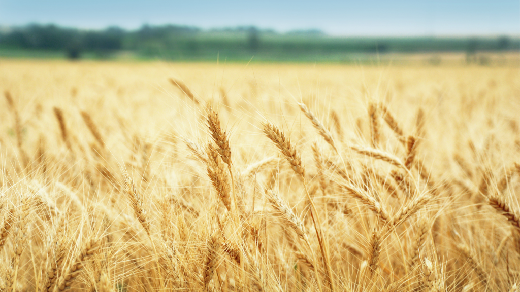 What is Heritage Grain & Why Should We Use it? - Thrive Meetings and Events