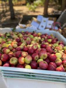 red apples in a white bin on farm