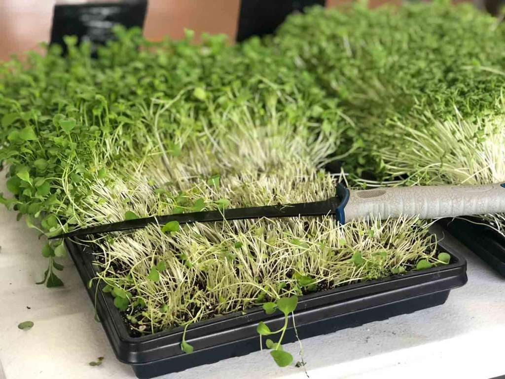 Microgreens pans with a knife showing how they are cut