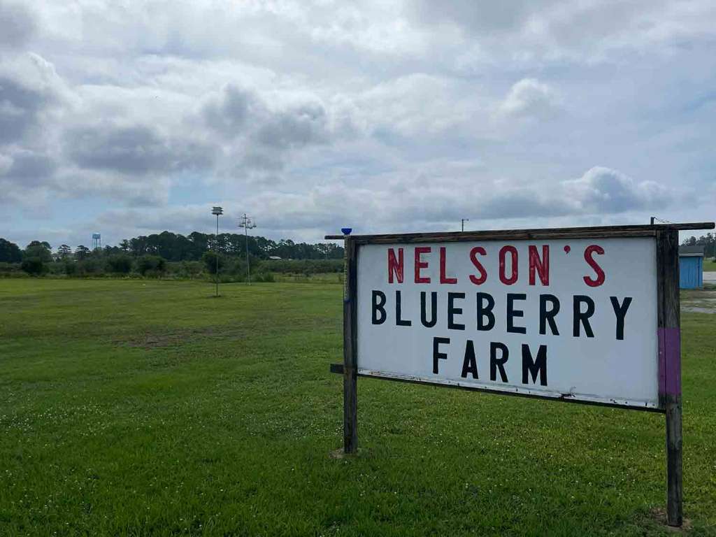 Wooden sign on a grass field. The center is painted white with the words Nelson's Blueberry Farm in all capital letters.