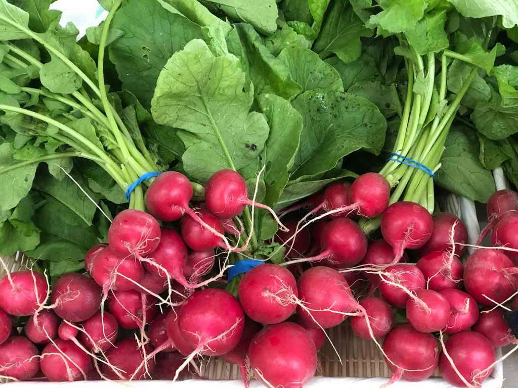 Bunches of red radishes with their green tops it is what's in season