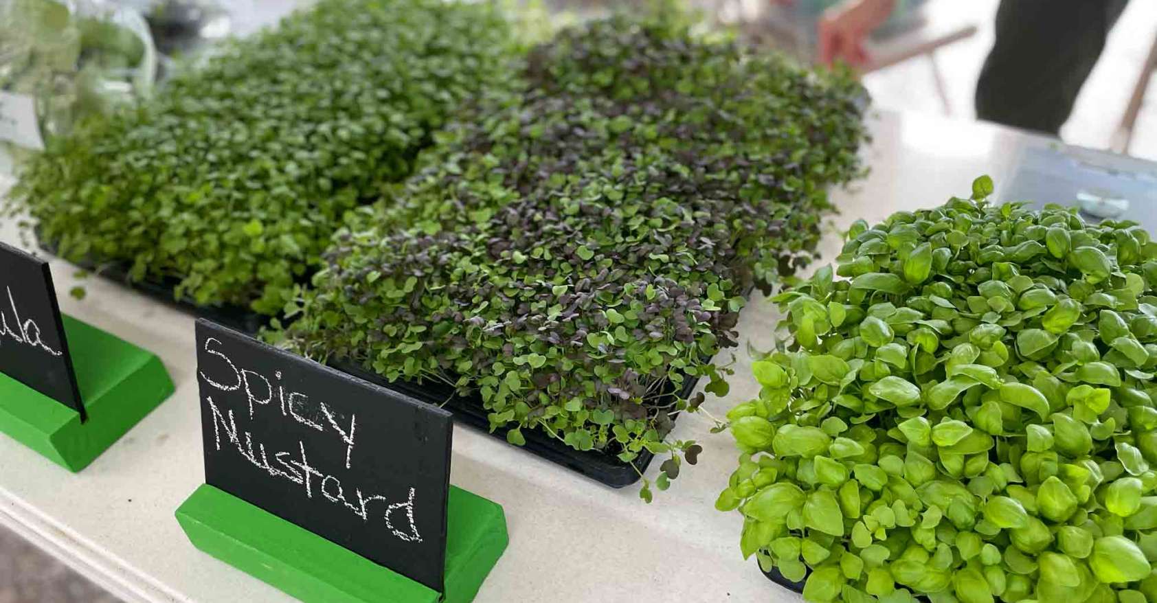 A table with trays of microgreens on it. The Spicy Mustard flavor is up front