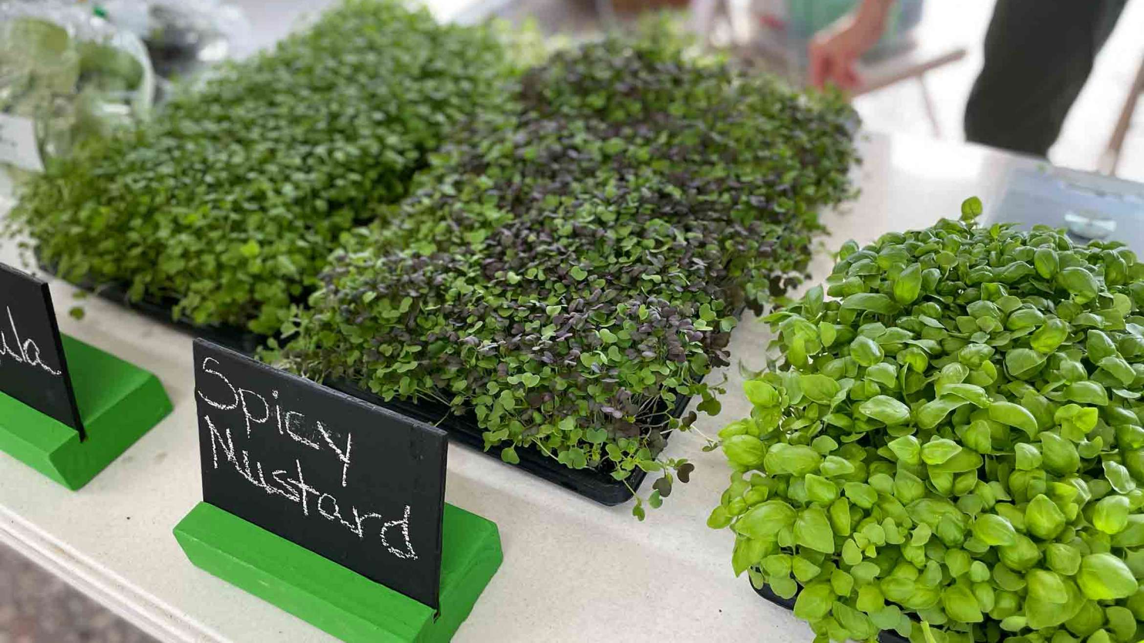 A table with trays of microgreens on it. The Spicy Mustard flavor is up front