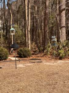 two bird feeders in a backyard in front of woods. On the bird feeder poles are baffles to keep the squirrels and raccoons away.